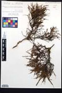 Adenostoma fasciculatum image