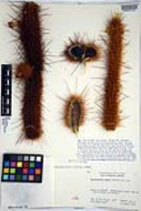 Bergerocactus emoryi image