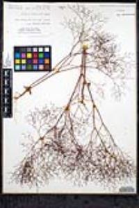 Eriogonum parishii image