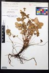 Drymocallis glandulosa var. reflexa image