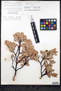 Arctostaphylos peninsularis image