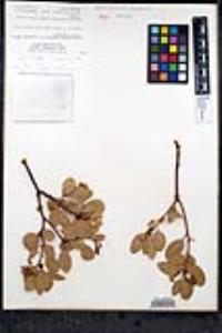 Arctostaphylos patula image