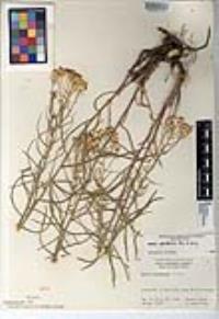 Senecio spartioides image