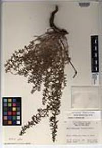 Galium martirense image