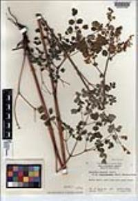 Thalictrum fendleri image