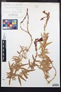 Epilobium canum image