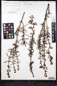 Trichostema parishii image
