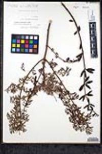 Keckiella ternata image