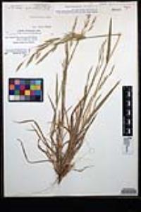 Bromus berteroanus image