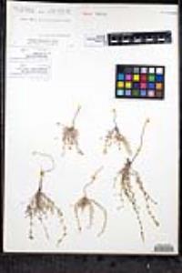 Pectocarya linearis image