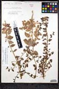 Sairocarpus pusillus image