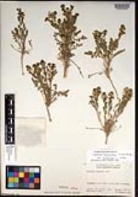 Lepidium lasiocarpum var. latifolium image