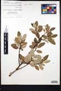 Frangula californica image
