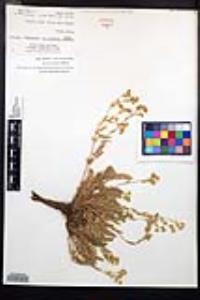 Horkelia clevelandii image