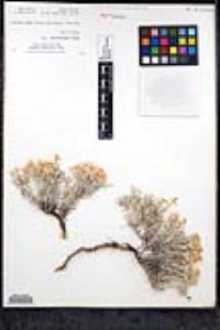 Phlox austromontana image