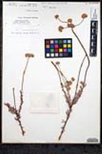 Eriogonum fasciculatum var. polifolium image