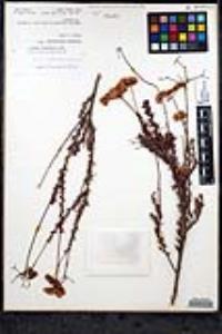 Eriogonum fasciculatum var. flavoviride image