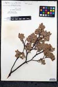 Arctostaphylos pungens image