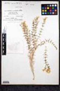 Leptosiphon floribundum image
