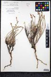 Ipomopsis tenuifolia image