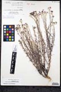 Eriastrum densifolium subsp. elongatum image