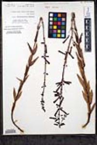 Penstemon centranthifolius image