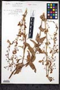Penstemon spectabilis var. subinteger image