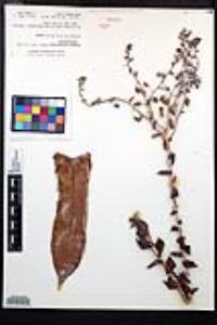Dudleya pulverulenta subsp. pulverulenta image
