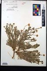 Erigeron divergens image