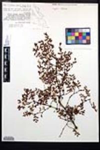 Larrea tridentata image