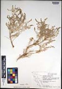 Atriplex linearis image