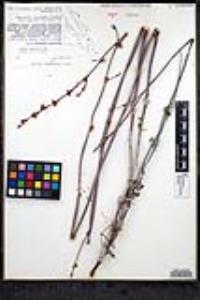 Eriogonum elongatum image