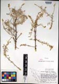 Atriplex linearis image