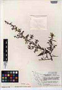 Lycium andersonii var. deserticola image