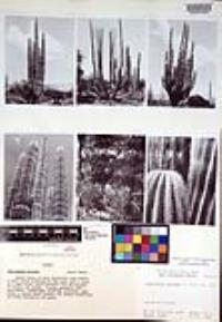 Pachycereus pringlei image