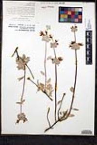 Salvia chionopeplica image