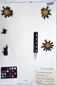 Jasminocereus thouarsii image