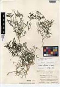 Vicia hassei image