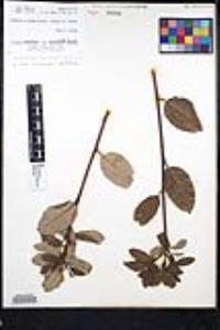 Frangula californica image