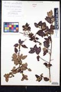 Ceanothus oliganthus var. orcuttii image