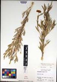 Dendromecon rigida image