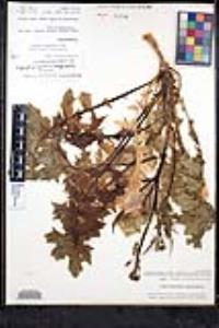 Streptanthus carinatus subsp. arizonicus image