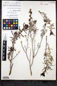 Castilleja foliolosa image