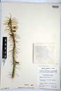 Cylindropuntia lindsayi image