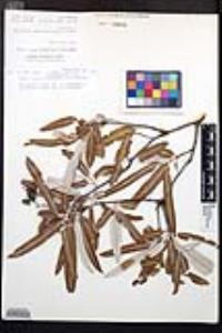 Vauquelinia californica image
