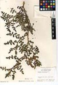 Phacelia ramosissima var. latifolia image