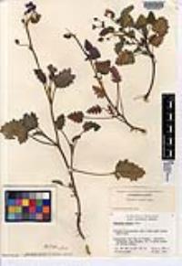 Phacelia parryi image