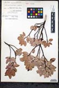 Arctostaphylos glauca image