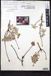 Salvia chionopeplica image
