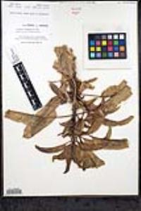 Penstemon reidmoranii image